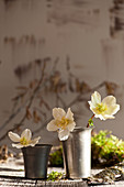 Single flowers of Christmas rose in cups