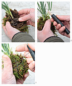 Instructions for making moss ball with snowdrops