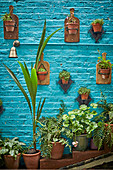 Various potted plants on table and on brick wall