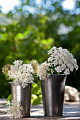 Queen Anne's lace in metal vases