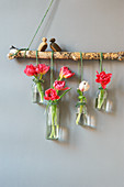 Arrangement of tulips in glass bottles hung from branch against wall
