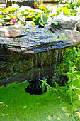 Small waterfall in pond with water lilies and duckweed