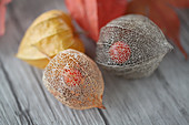 Dried physalis seed pods with berries visible inside