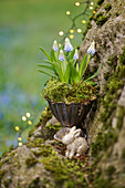 Grape hyacinths in small silver pot and golden Easter bunny