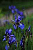 Siberian iris 'Blue king'