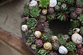 Wreath of houseleeks and empty snail shells