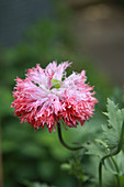 Feathered poppy 'Pink fizz'