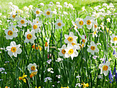 Flower meadow in spring with daffodils 'Flower Record' 'Jetfire', meadowfoam, and grape hyacinths