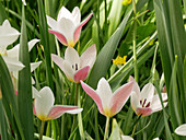 Ladies tulip 'Clusiana'