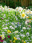 Blumenwiese im Frühling mit Narzissen, Wildtulpen und Wiesenschaumkraut