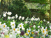 Blumenwiese im Frühling mit Dichternarzissen und Schachbrettblumen