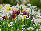 Wild tulips, lady's smock and narcissus in field of flowers in spring