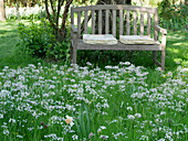 Bench in field of lady's smock