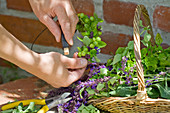 Wreath with green cherries: tie unripe cherries, salvia flowers and oregano alternately onto a wire ring