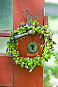 Wreath with green cherries: unripe cherries, salvia flowers and oregano