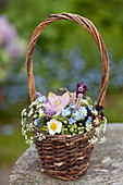 Frühlingsstrauß mit Akelei, Vergißmeinnicht, Wiesenkerbel, Schnittlauchblüten, Erdbeerblüte und Knöterich im Korb