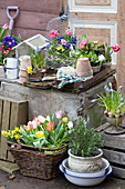 Frühlings-Arrangement mit Tulpen, Narzissen, Traubenhyazinthen und Rosmarin