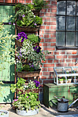 Vertical planting: baskets of petunias, bacopa, tomatoes, ox-eye daisies and curry plant