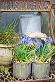 Grape hyacinths in zinc pots