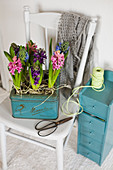 Hyacinths planted in old tin