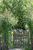 Weathered garden gate leading to herb garden