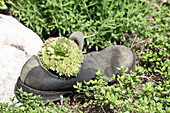 Houseleek planted in old shoe