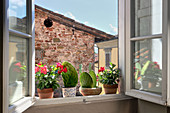 Cacti on windowsill