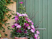 Clematis 'Alaina', decorative sage Rockin 'Fuchsia' and coral bells 'Stormy Seas' in tubs