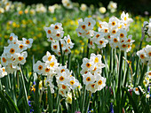 Blumenwiese mit Tazetten-Narzisse 'L'innocence' im Frühling