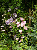 Clematis' Innocent Blush ', Clematis' Mrs. Cholmondeley ', Clematis' Innocent Glance' (left to right)