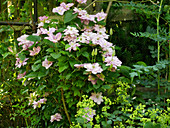 Double blooming clematis 'Innocent Glance'