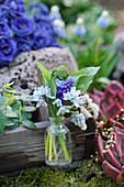 Posy of grape hyacinths, striped squill and leaves in glass bottle