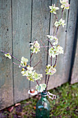 Zweig mit Hortensienblüten dekoriert vor alter Holztür
