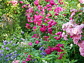 Roses ('Super Excelsa', 'Super Fairy') and campanula in garden