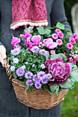 A basket planted in autumn with aster, cabbage, and cyclamen