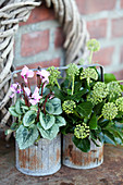 Small zinc pots with cyclamen and bouquet of ivy
