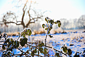 Rose bush covered in hoar frost