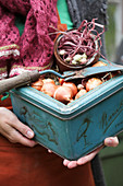 A woman carrying tin cans with flower bulbs and planting trowel