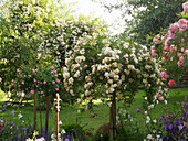 Rose garden with 'The Fairy' rose trees, 'Christine Helene', 'Joanne de Féligonde' in the background Rambler rose