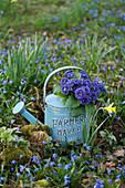 Gefüllte Primel Belarina 'Baltic Blue' in Gießkanne zwischen verwilderten Blausternchen im Garten