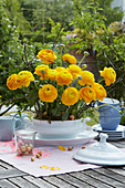 Flower arrangement of yellow ranunculus in a white soup bowl