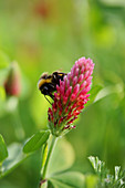 Bumblebee on Crimson Clover