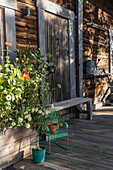 Ranunkeln im Pflanztrog auf der Terrasse am rustikalen Holzhaus