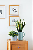 Chinese money plant and snake plant in enamelled planters