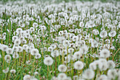 Faded dandelion meadow full of seed pods