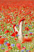 Woman's legs with red high heels on feet emerging from field of poppies and cornflowers
