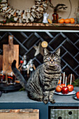 Cat on kitchen cupboard with candy apples