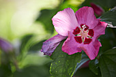 Rosafarbene Blüte von Gartenhibiskus