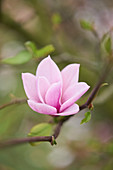 Rosa Magnolienblüte