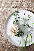 Weiße Dahlienblüte auf weißem Teller
